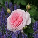 Alexandra® - Princesse de Luxembourg Strauchrose