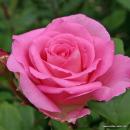 Beverly® Edelrose