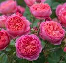 Boscobel ®    Strauchrose