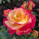 Casino® Edelrose