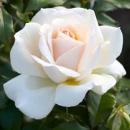 Chandos Beauty®   Edelrose