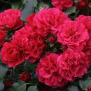 Gärtnerfreude®   Kleinstrauchrose