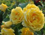 Golden Gate®   Kletterrose