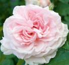 Graciosa®   Kletterrose