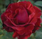 Heinz Winkler® DELchifrou Beet-Strauchrose