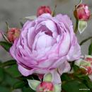 Herzogin Dorothea  Beetrose