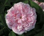 Jaques Cartier   Strauchrose