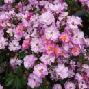 Lavender Dream   Kleinstrauchrose