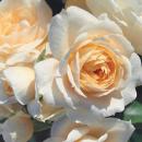 Lions-Rose®   Beetrose