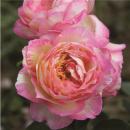 Marc Chagall ® Strauchrose