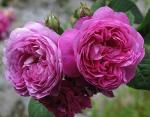 Mercedes   Ramblerrose