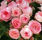 Mini Eden Rose®   Kletterrose