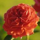 Naranga® Kletterrose