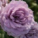 Novalis®   Beetrose