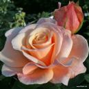Oh Happy Day®   Edelrose