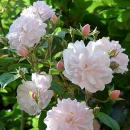 Paul's Himalayan Musk  Rosa filipes Hybride  Ramblerrose