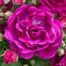 Purple Siluetta®  Ramblerrose