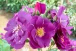 Rhapsody in Blue  Strauchrose