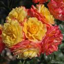 Rose der Hoffnung® Beetrose