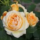 Spotlight®   Beetrose