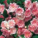 The Fairy   Kleinstrauchrose