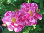 Versicolor Syn. Rosa Mundi  Strauchrose