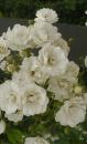 White Flight Ramblerrose