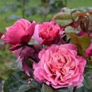 Wildberry® Edelrose